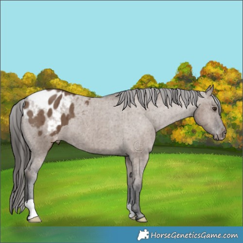 Horse Color:Liver Red Dun Appaloosa Brindle 