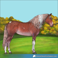 Horse Color:Chocolate Palomino Tobiano 