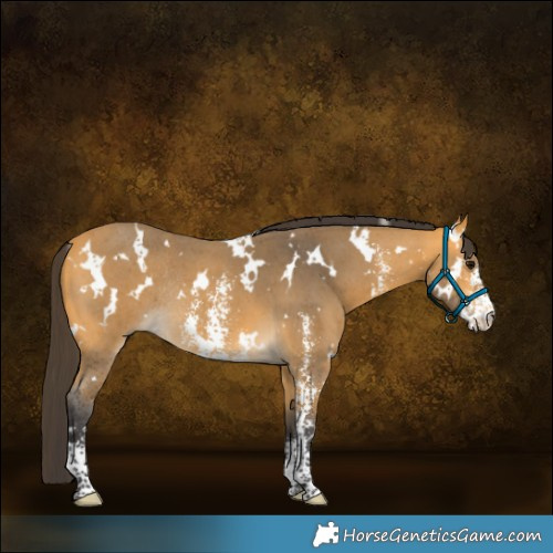 Horse Color:White Spotted Buckskin Sabino Rabicano 