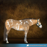 Horse Color:White Spotted Buckskin Sabino Rabicano