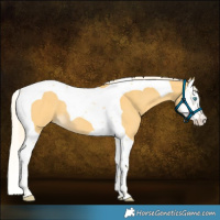 Horse Color:Palomino Splash Tobiano
