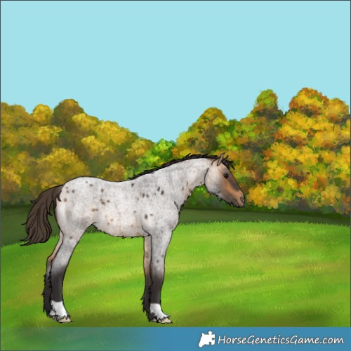 Horse Color:Buckskin Roan 