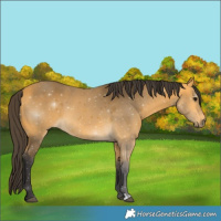 Horse Color:Buckskin 