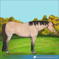 Horse Color:Bay Dun 