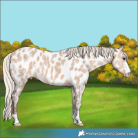 Horse Color:Silver Bay Ice Dun Near Leopard 