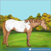 Horse Color:Chestnut Snowcap