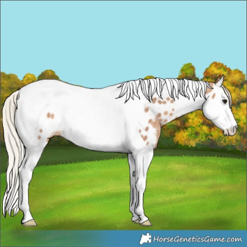 Horse Color:Silver Brown Dun Splash Tobiano Appaloosa Rabicano