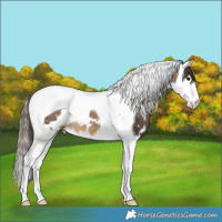 Horse Color:White Spotted Buckskin Splash Tobiano Varnish Rabicano 