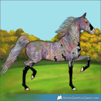 Horse Color:Nacre Silver Brown Sabino 