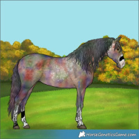 Horse Color:Nacre Brown Dun 