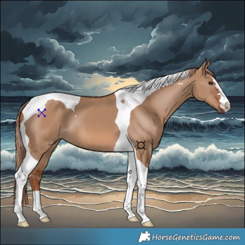 Horse Color:Red Dun Tobiano