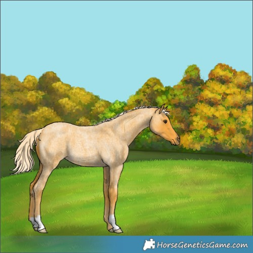 Horse Color:Palomino Roan 