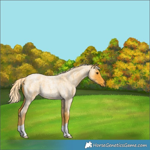 Horse Color:Palomino Roan 