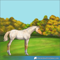 Horse Color:Palomino Roan 