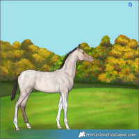Horse Color:Sable Champagne Roan Tobiano 