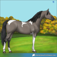 Horse Color:Grullo Tobiano 