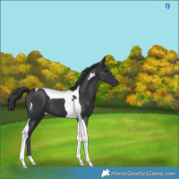 Horse Color:Black Tobiano 