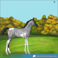 Horse Color:Blue Roan Tobiano 
