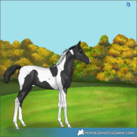 Horse Color:Black Tobiano 