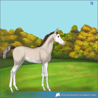 Horse Color:Classic Champagne Dun Splash