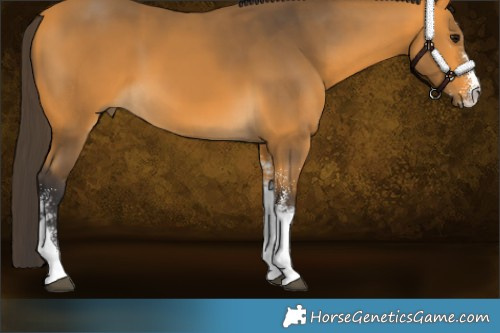 Horse Color:White Spotted Buckskin Tobiano 