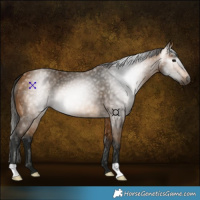 Horse Color:Gray Buckskin 