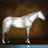 Horse Color:Gray Buckskin 