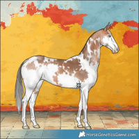 Horse Color:White Spotted Bay Splash 