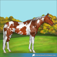 Horse Color:White Spotted Silver Bay Tobiano 
