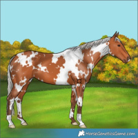 Horse Color:White Spotted Silver Bay 