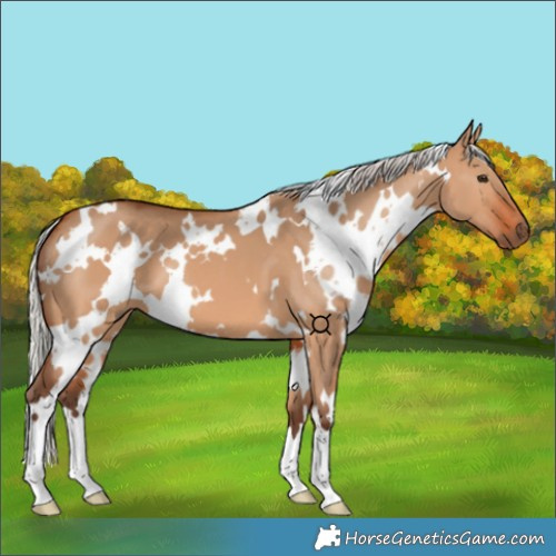 Horse Color:White Spotted Silver Bay Dun