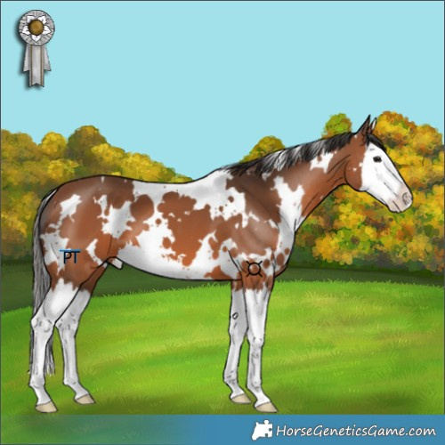 Horse Color:White Spotted Bay Splash 