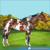 Horse Color:White Spotted Bay 