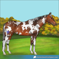 Horse Color:White Spotted Bay 
