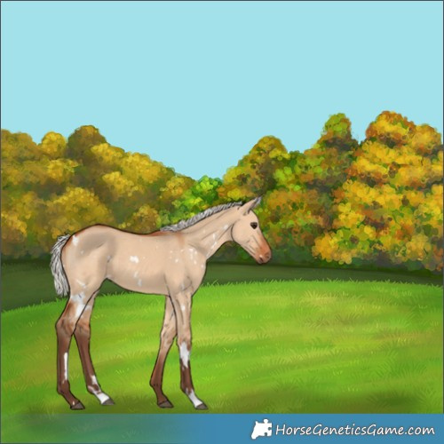 Horse Color:White Spotted Silver Bay Dun 