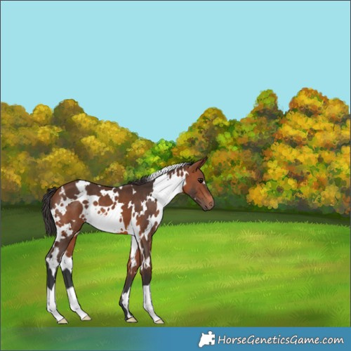 Horse Color:White Spotted Bay 