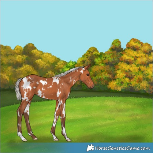 Horse Color:White Spotted Silver Bay 
