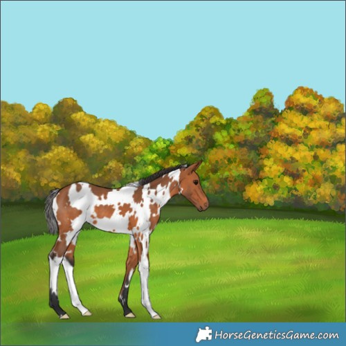 Horse Color:White Spotted Bay 