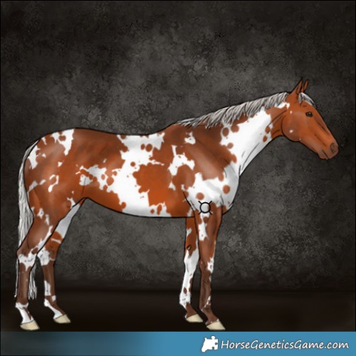 Horse Color:White Spotted Silver Brown 