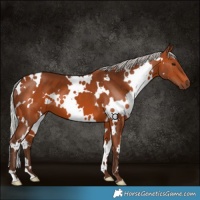 Horse Color:White Spotted Silver Brown