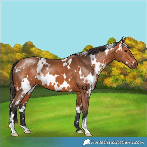 Horse Color:White Spotted Bay 