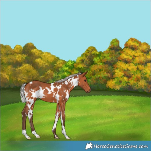 Horse Color:White Spotted Silver Bay 