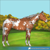 Horse Color:White Spotted Silver Bay 