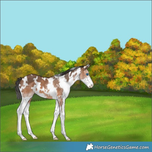Horse Color:White Spotted Bay Splash 