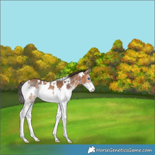 Horse Color:White Spotted Bay Splash 