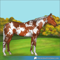Horse Color:White Spotted Silver Bay 
