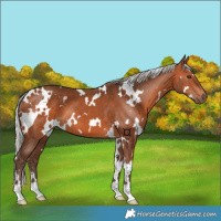 Horse Color:White Spotted Silver Bay 