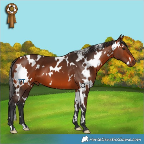 Horse Color:White Spotted Bay 