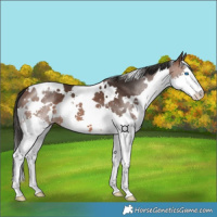 Horse Color:White Spotted Brown Splash