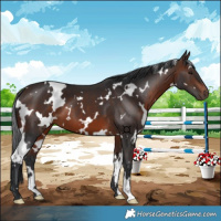 Horse Color:White Spotted Brown 